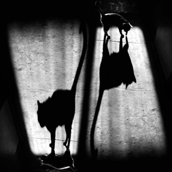 Meet your Posher, mutable - Picture 4 of 6